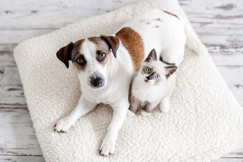 a dog and a kitten sitting on a blanket