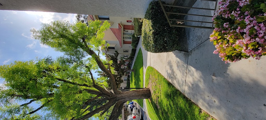 Mature trees and beautiful landscaping at Sierra Vista Apartment Homes in Lake Elsinore, California.