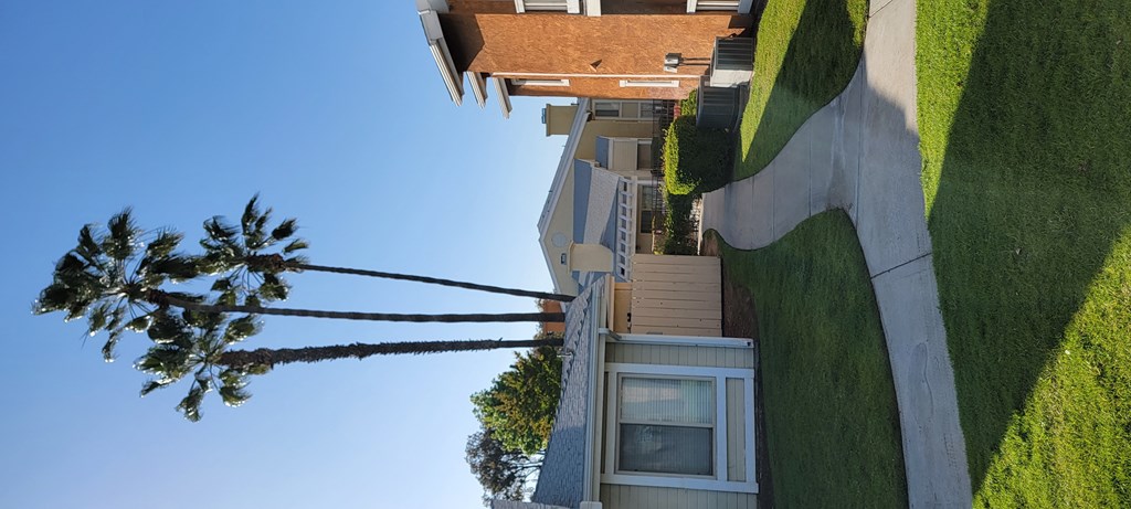 Stately palm trees at The Cove at Bear Valley in Escondido, California.