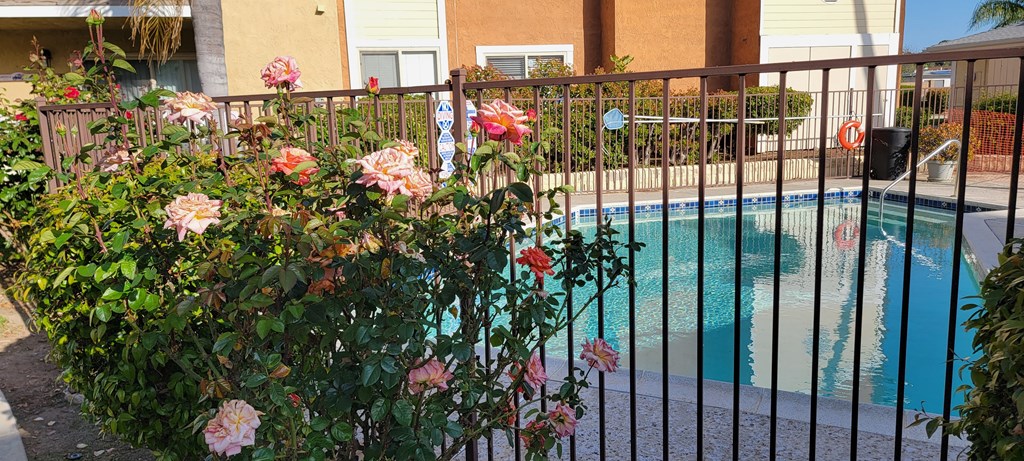 Beautiful rose bushes around the swimming pool at The Cove at Bear Valley in Escondido, California.