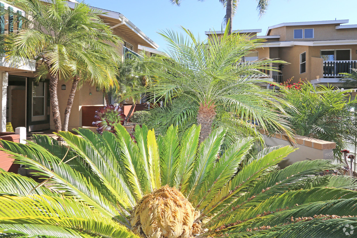 Landscape view accentuating palm trees