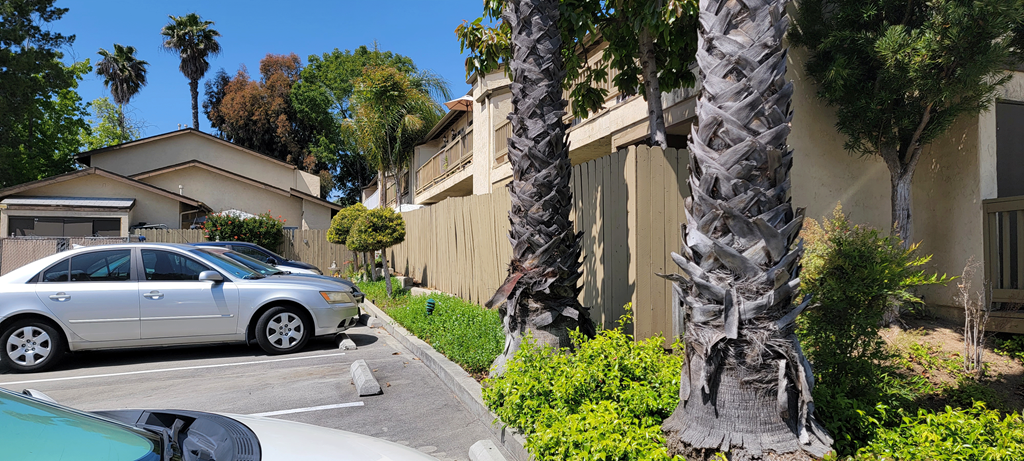 Mature Palm trees at Sierra Heights Apartments.
