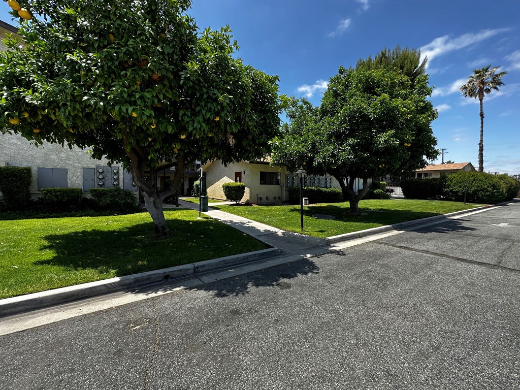 Street view of mature Grapefruit trees in front of Park Yale Apartments in Hemet, California.