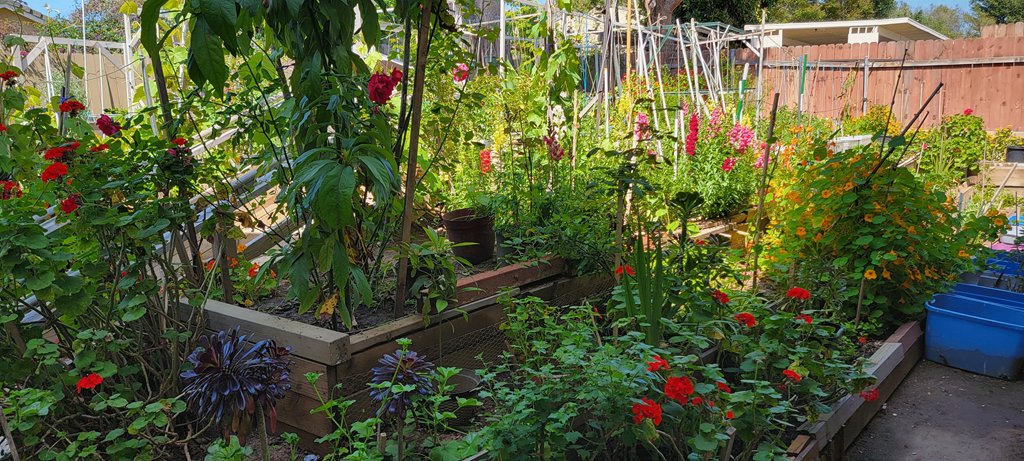 Community Garden at Sierra Heights Apartments.