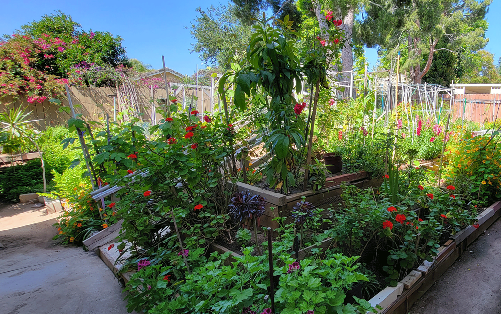 Community garden at Sierra Heights Apartments.