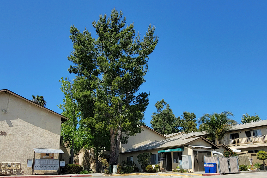 Mature trees all around Sierra Heights Apartments.