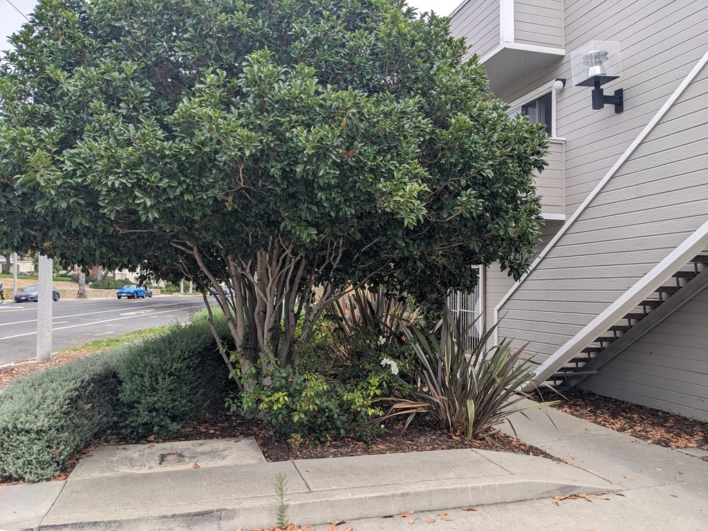 Well maintained landscaping at Summer House Apartments in Ventura, California.
