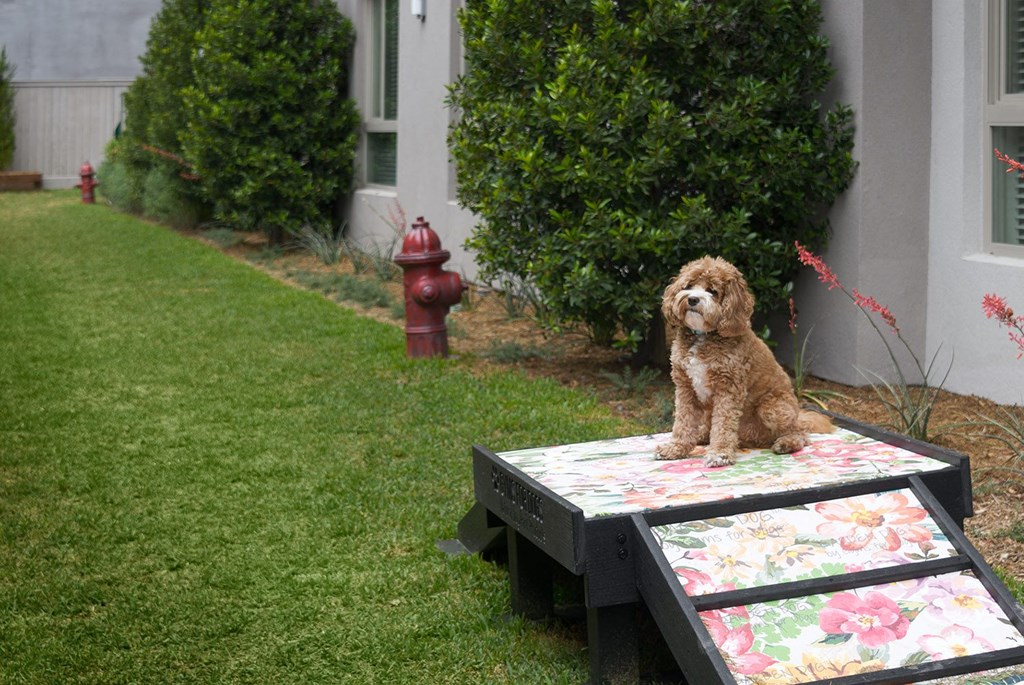 Pet-Friendly Dog Park