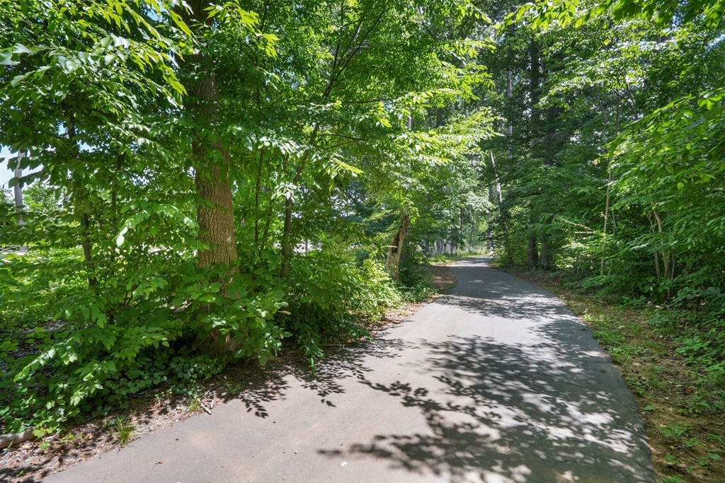 a dirt road with trees on both sides of it