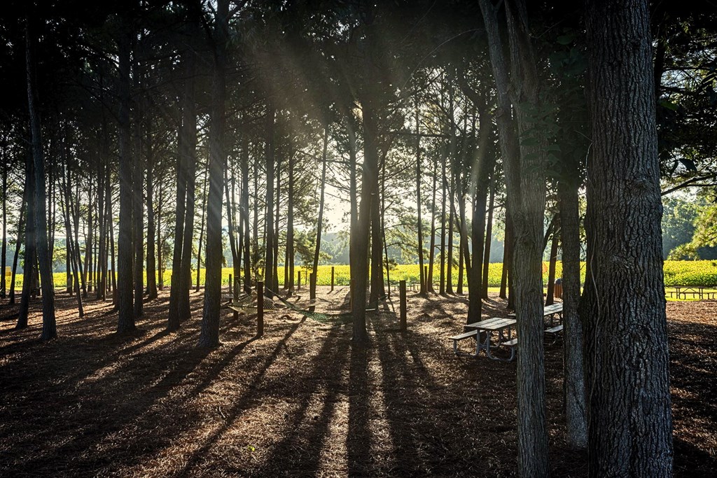 A forest with sunlight shining through the trees.
