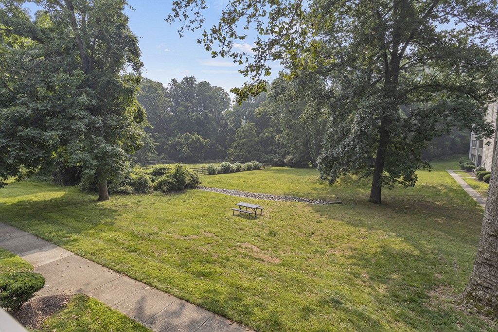 open field with bench and trees