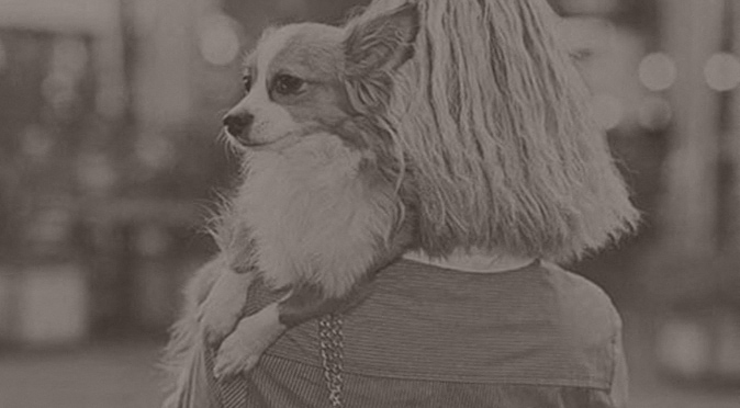 apartments near me with no breed restrictions