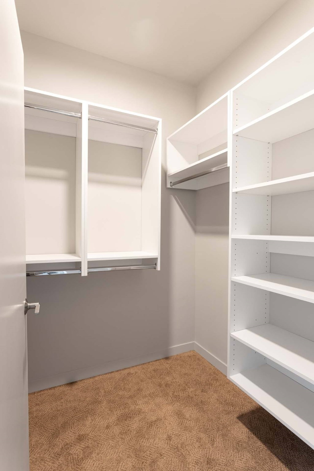 A white closet with shelves and a carpeted floor.