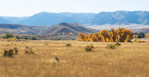 A field with dry grass and trees with yellow leaves.