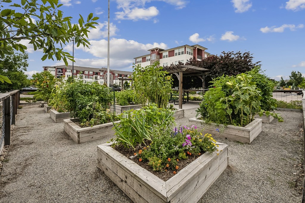 a group of raised beds with plants in a community garden