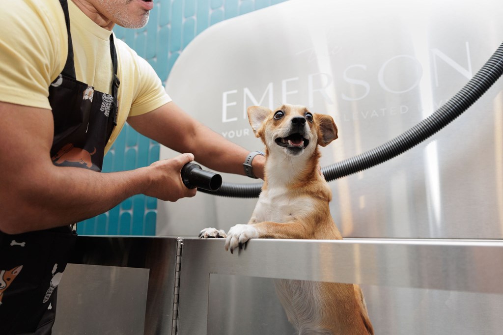 A man is grooming a dog with a hose.