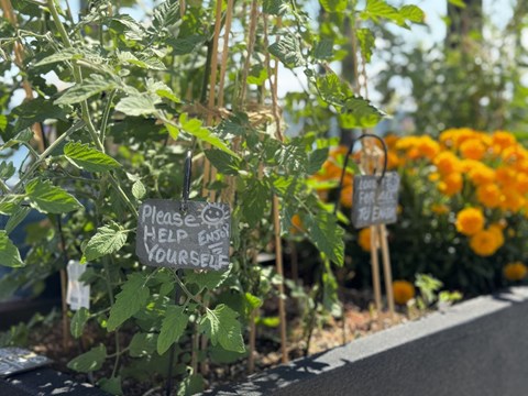 a garden with plants with signs saying please help yourself at Spyglass Hill Apartments, Bremerton, 98337
