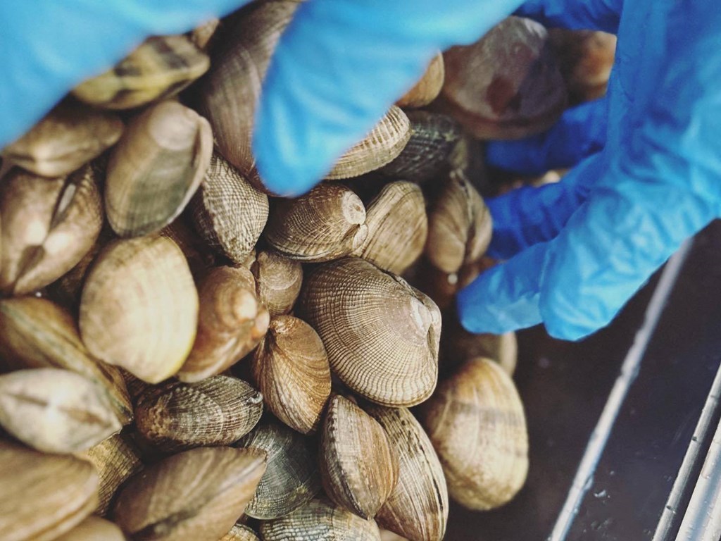 a pair of blue gloves are on top of a pile of clams at Rivulet, Washington