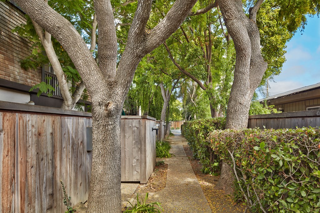a path between trees and a wooden fence