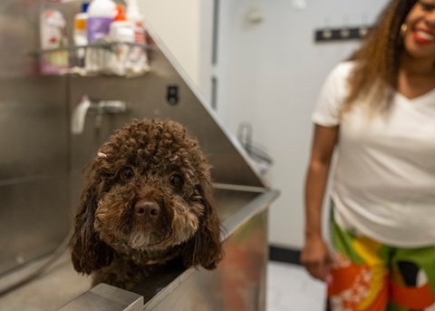 A brown dog with curly fur is sitting in a metal tub.