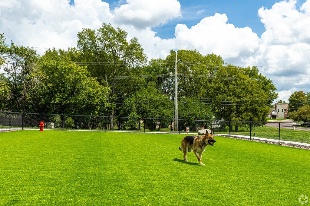 A dog is standing on a green field.