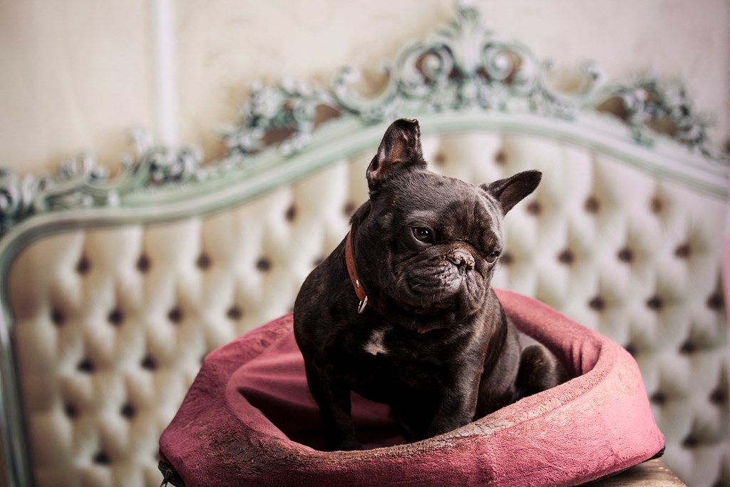 a small black dog sitting in a pink bed at District at Riverside Apartments, Chattanooga, Tennessee