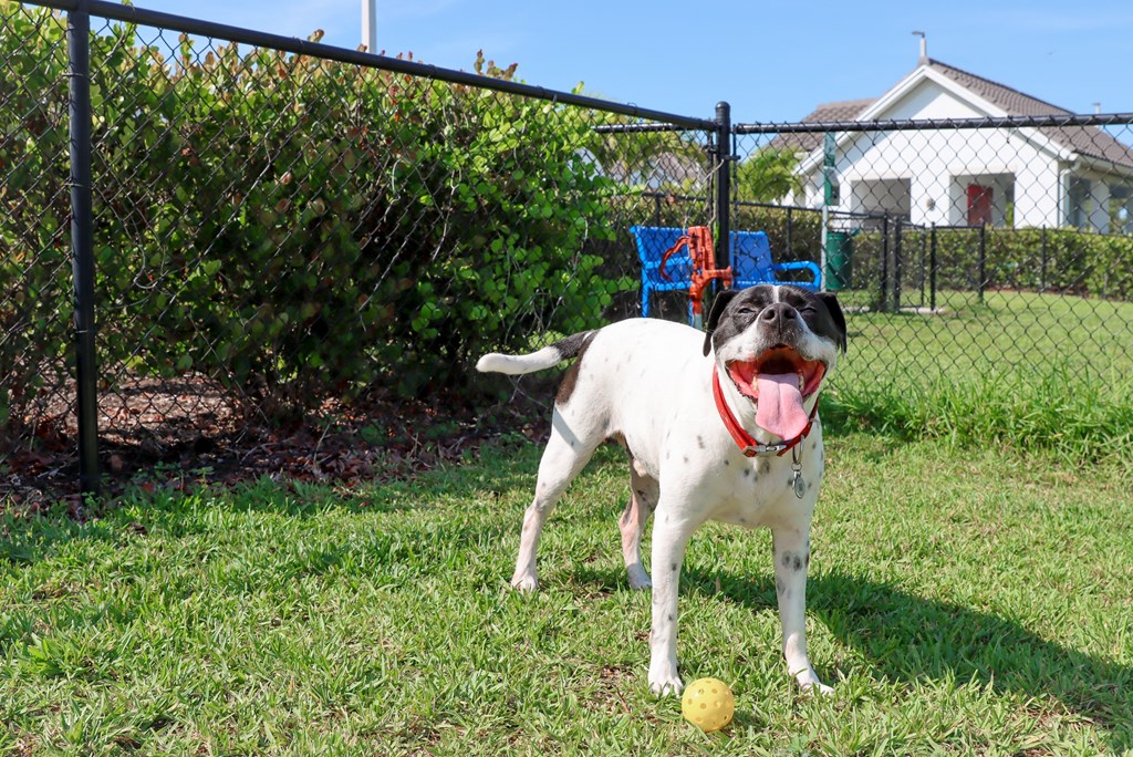 a black and white dog with its tongue out and a ball