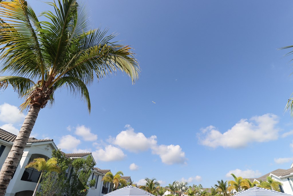 a palm tree in front of a blue sky
