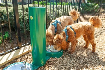 two dogs drinking water from a water fountain - Photo Gallery 27