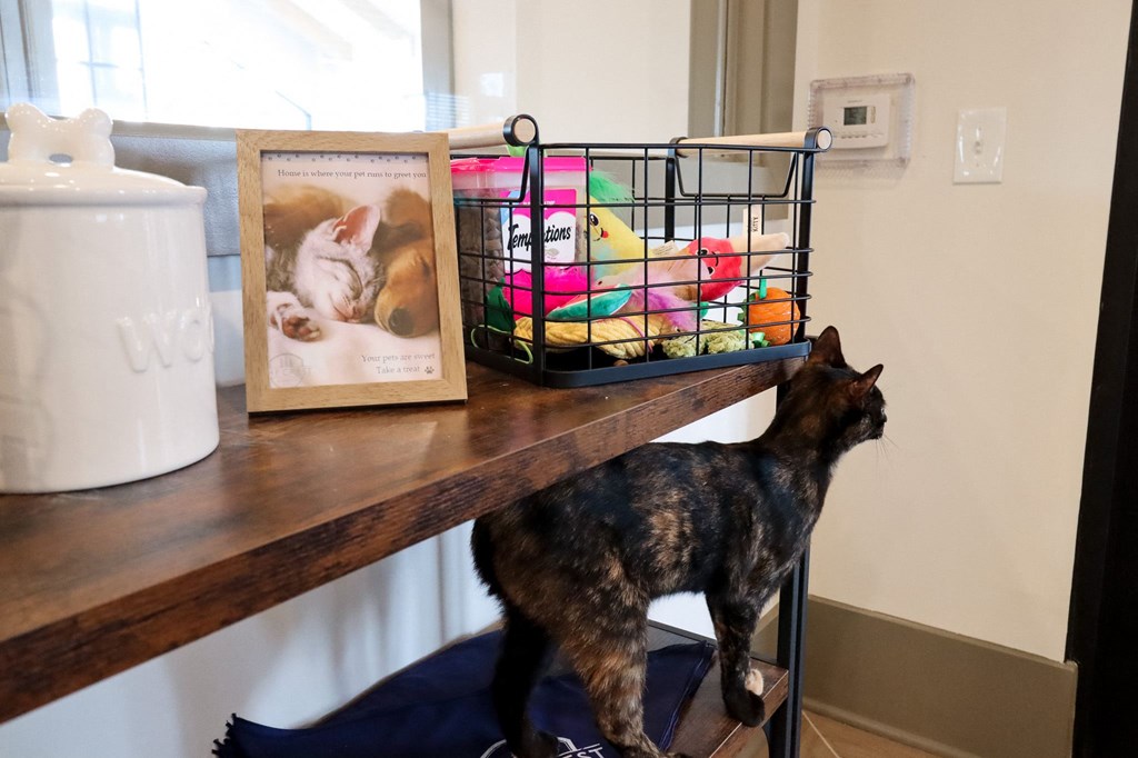 a cat standing on a shelf next to a picture of a cat at The Crest at Acworth, Acworth, GA