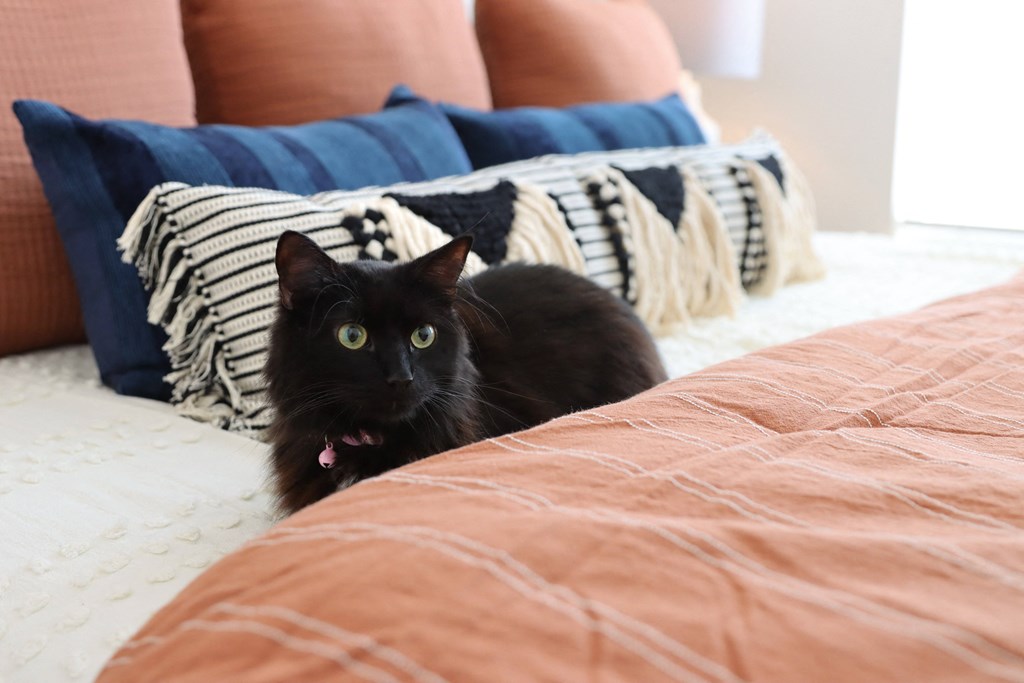a black cat sitting on a bed at The Crest at Acworth, Acworth, GA, 30102