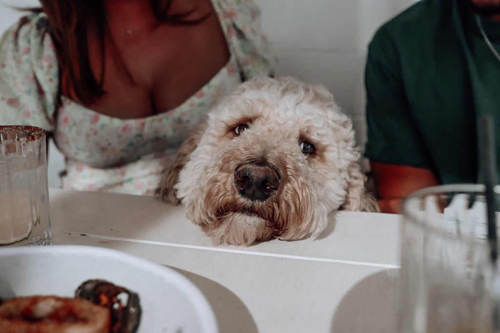 a dog sitting at a table in front of a plate of food at The Wren Apartments, Lawrenceville, Georgia