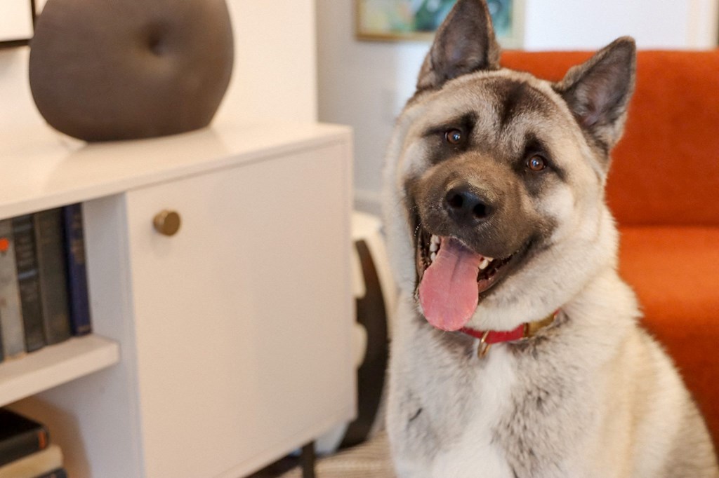 The Wren pet inclusive apartment community located in Lawrenceville, GA