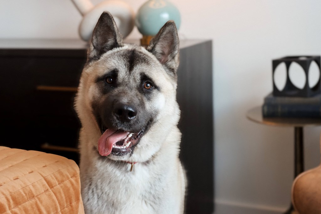 Dog at The Wren Apartments, Georgia
