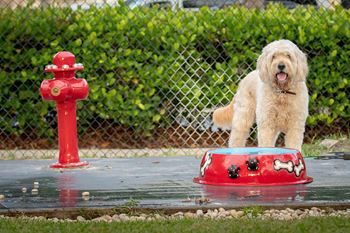 Dog Playing In A Park at The Sophia at Abacoa, Florida