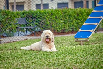 Dog Sitting In A Park at The Sophia at Abacoa, Jupiter, 33458