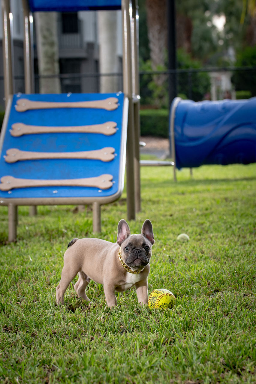 Puppy Bark Park at The Sophia at Abacoa, Jupiter, FL, 33458
