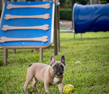Puppy Bark Park at The Sophia at Abacoa, Jupiter, FL, 33458 - Photo Gallery 34