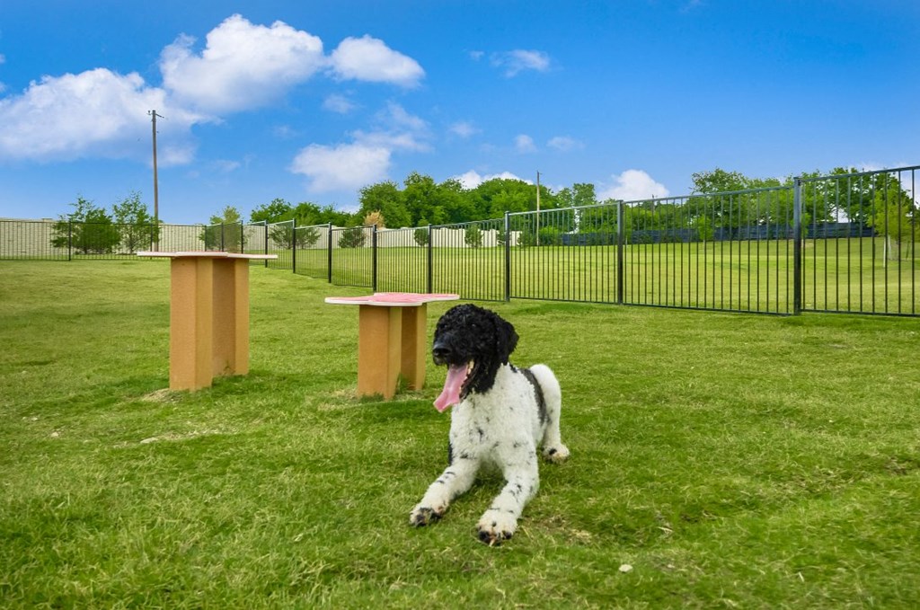 Dog in the park at Villages 3Eighty, Little Elm