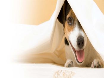 Dog Under Covers at Via Seaport Residences, Boston, MA