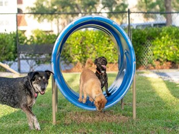 Puppy Play Dates at The Sophia at Abacoa, Jupiter - Photo Gallery 28