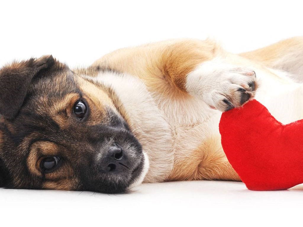 Berkshire Central Apartments