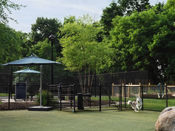 A dog is running in a fenced area with a gazebo and trees in the background.