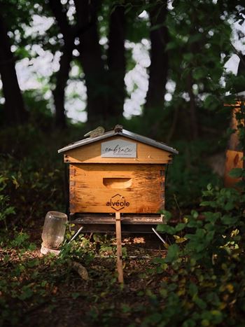 A beehive with the word "alveole" is placed in a natural environment.
