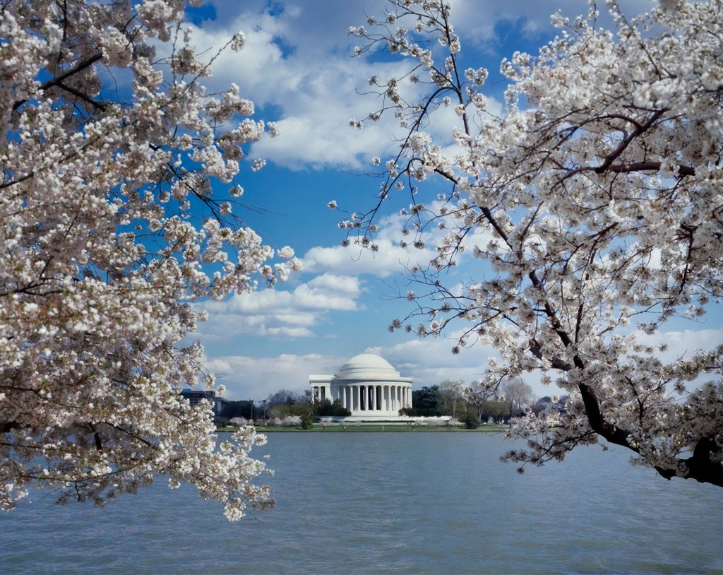 the tidal basin with cherry blossoms and the jefferson memorial