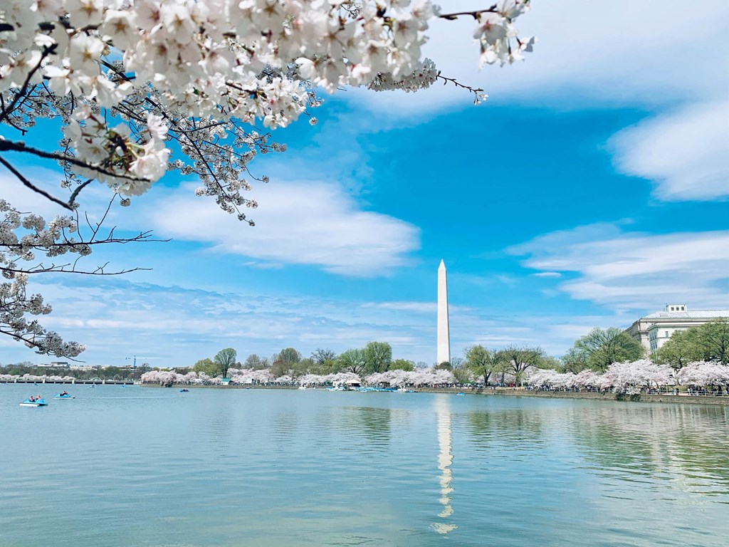 a view of the monument and tidal basin with cherry blossoms
