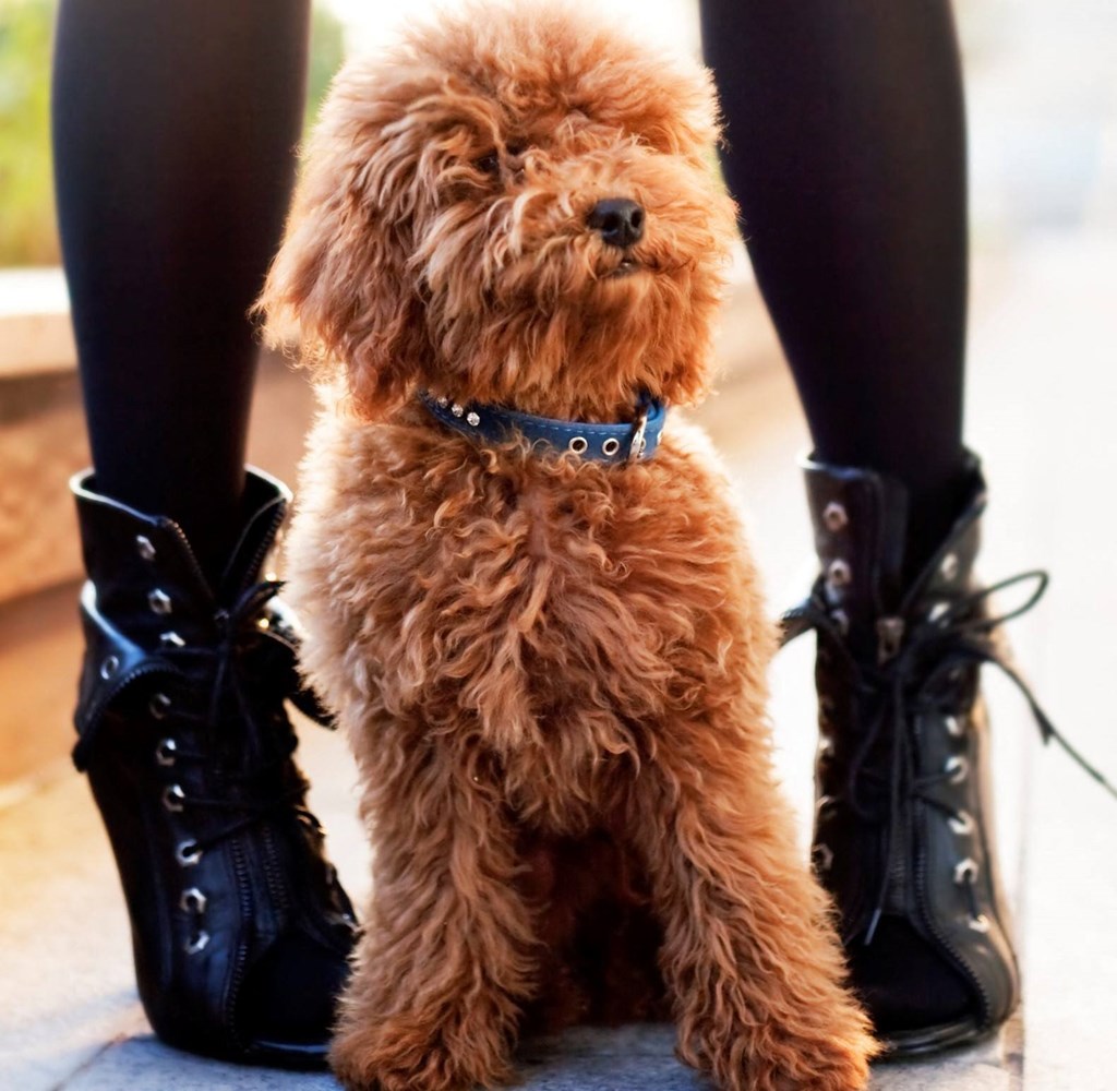 Cute Dog at Via Seaport Residences, Boston, MA, 02210, Pet Friendly Apartments