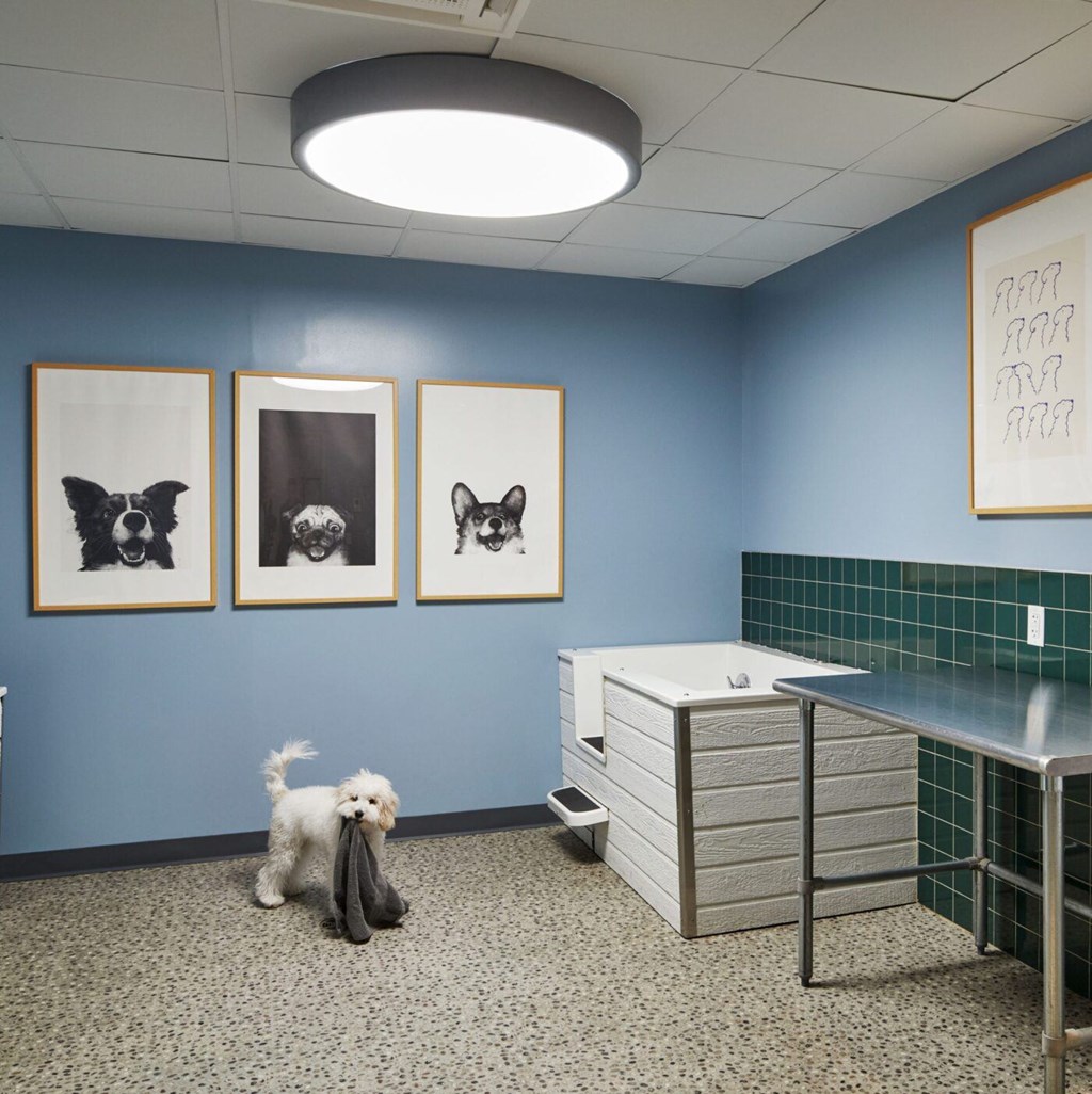 A dog is standing in a room with blue walls and pictures of dogs on the wall.