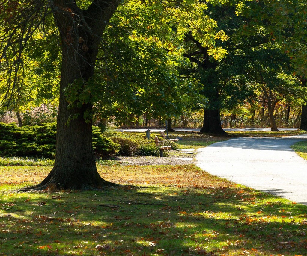 A tree with green leaves stands in a park.