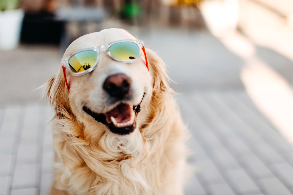 A dog wearing sunglasses and smiling at The Avenue Lofts Golden Apartments, Golden, Colorado
